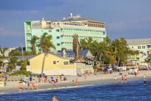 pelícano volador avistamiento de aves en busca de peces en la costa del golfo de méxico en florida en primavera foto