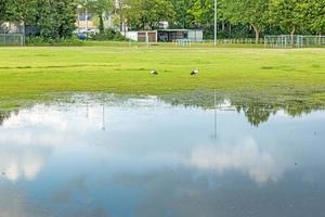 Picture of a flooded soccer field after heavy rain with patrolling storks looking for food photo