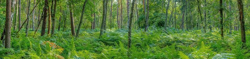 Panoramic image of mixed forest with ferns on the ground in evening light photo