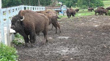 parco con selvaggio bisonte. un' grande Toro bisonte potabile acqua video