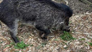 Portrait of a rare, Visayan warty pig, Sus cebifrons negrinus, which is threatened with extinction video