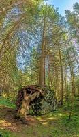 Image of a tree whose roots have grown imposingly over a large rock photo