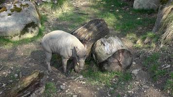 Nordsulawesi babirusa babyrousa celebensis. Schwein mit großen Eckzähnen. video