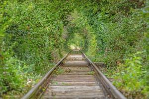 Image along a disused railroad line through a densely overgrown forest during the day photo