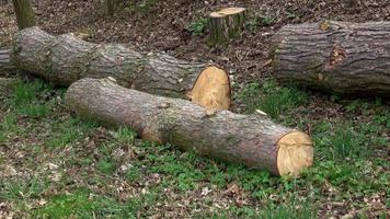 Wooden logs, cut tree trunks. Freshly cut tree stumps and logs tree.