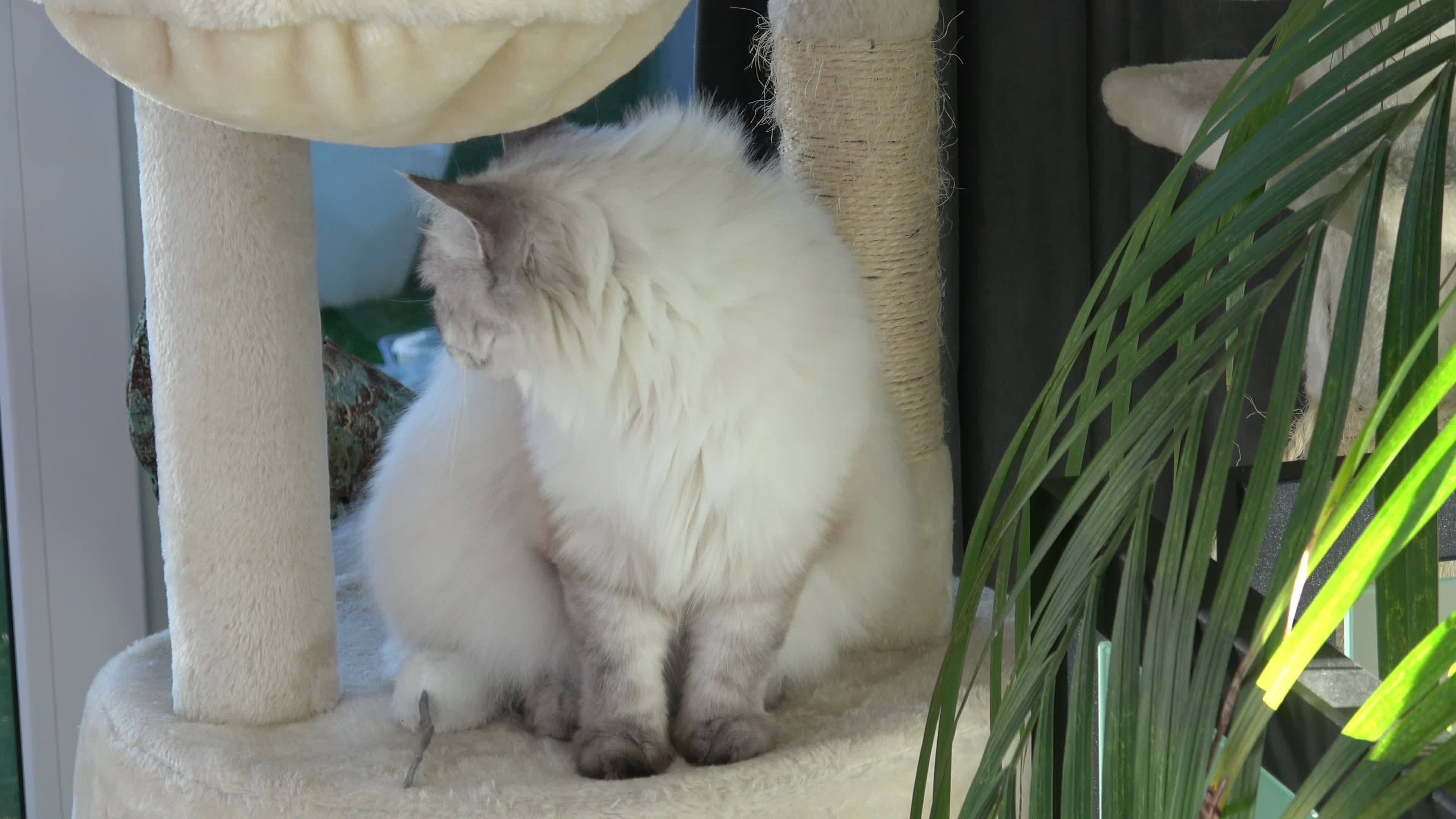 Beautiful Cat Sitting On Cat Tower Cute Cat And Tree In Room Felis beautiful-cat-sitting-on-cat-tower-cute-cat-and-tree-in-room-felis