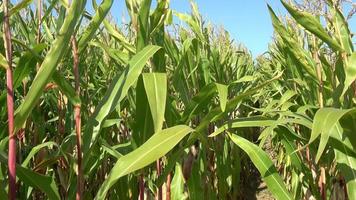 Green corn field. A close up view inside a corn field video