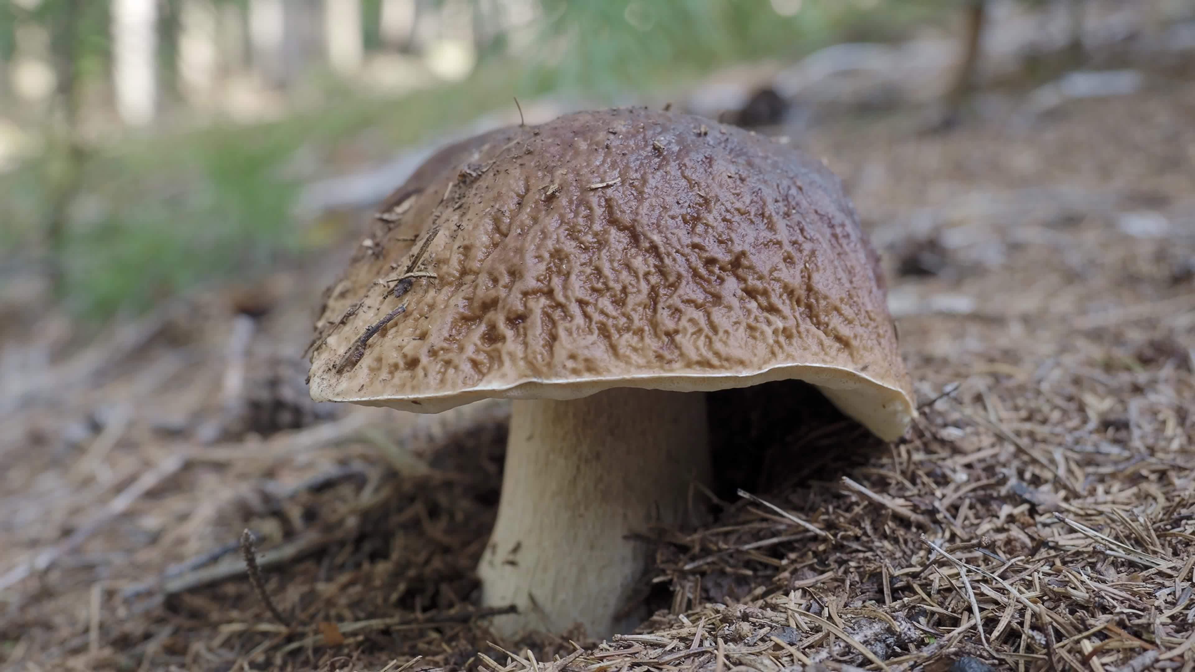 Big brown mushroom growing in the forest. Picking mushrooms. 17096539