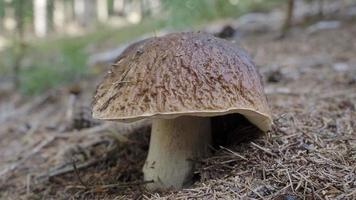 grande cogumelo marrom crescendo na floresta. colher cogumelos. video