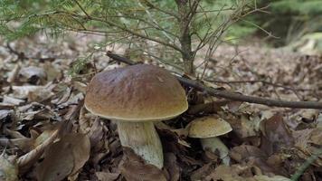 Big brown mushroom growing in the forest. Picking mushrooms. video