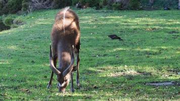 antilope broutant dans l'herbe video