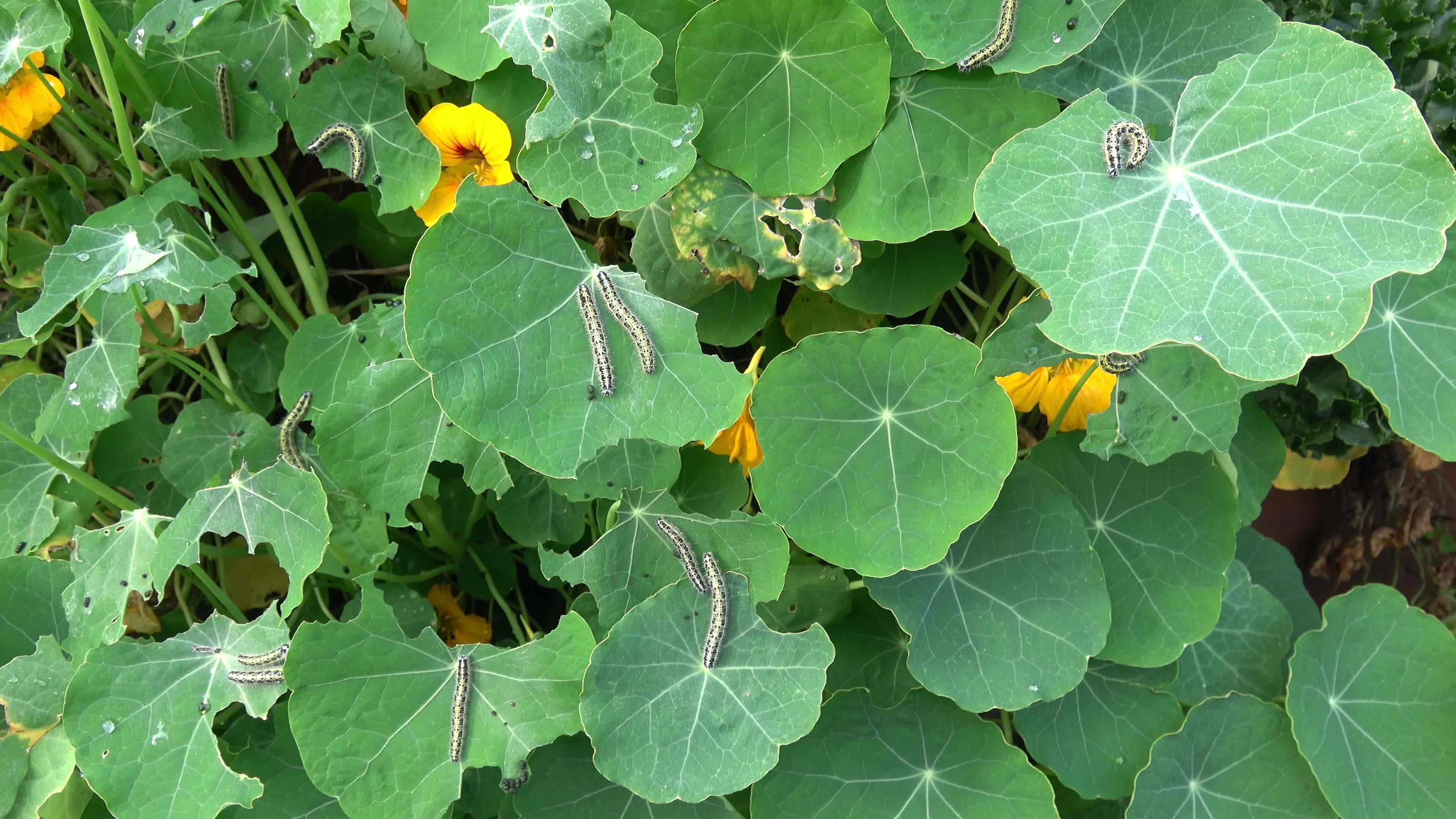 The caterpillars of the cabbage butterflies destroyed the cabbage crop, garden pests closeup