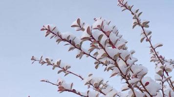 la première neige sur les feuilles des branches des buissons video