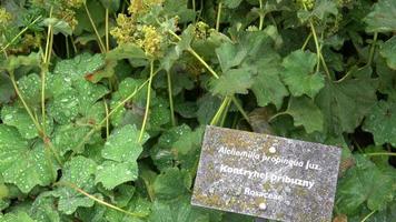 läkning örter växt alchemilla propinqua i vatten droppar efter regn video