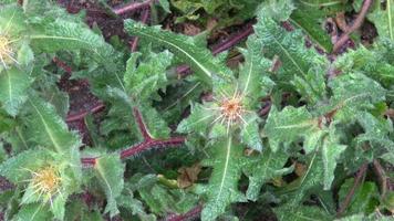 fresco st. close-up da planta de cardo de benedict centaurea benedicta video