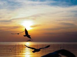 bandada de pájaros vuela sobre la superficie del mar. pájaro volando de regreso a anidar en el mar natural y el fondo del cielo dorado durante la hermosa puesta de sol. foto