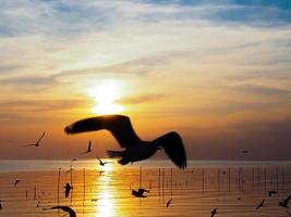 bandada de pájaros vuela sobre la superficie del mar. pájaro volando de regreso a anidar en el mar natural y el fondo del cielo dorado durante la hermosa puesta de sol. foto