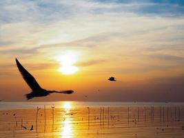 bandada de pájaros vuela sobre la superficie del mar. pájaro volando de regreso a anidar en el mar natural y el fondo del cielo dorado durante la hermosa puesta de sol. foto