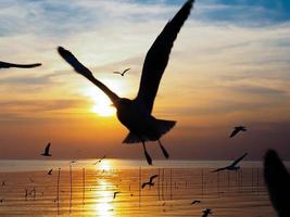 bandada de pájaros vuela sobre la superficie del mar. pájaro volando de regreso a anidar en el mar natural y el fondo del cielo dorado durante la hermosa puesta de sol. foto