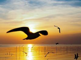 bandada de pájaros vuela sobre la superficie del mar. pájaro volando de regreso a anidar en el mar natural y el fondo del cielo dorado durante la hermosa puesta de sol. foto