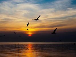 Flock of birds flies above the sea surface. Bird flying back to nest in natural sea and golden sky background during beautiful sunset.
