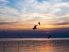 Flock of birds flies above the sea surface. Bird flying back to nest in natural sea and golden sky background during beautiful sunset.