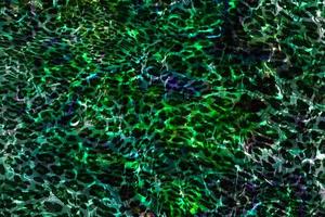 Abstract geometric background,Colorful geometric surface design,Holographic texture background,Multicolor leopard gradient texture,Abstract marble liquid background,Multicolor glossy liquid texture photo