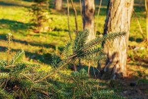 Branches of Greek fir, Abies cephalonica on a blurred background. The image shows the leaves of a young Greek fir. photo