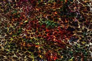 Abstract geometric background,Colorful geometric surface design,Holographic texture background,Multicolor leopard gradient texture,Abstract marble liquid background,Multicolor glossy liquid texture photo