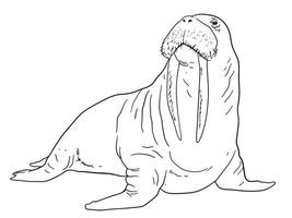 Illustration of Walrus vector