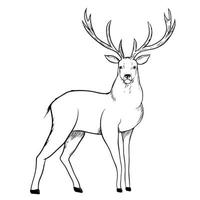 Illustration of deer vector