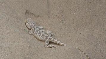naturaleza salvaje con lagarto en la arena. video