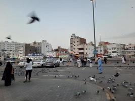 Medina, Saudi Arabia, Dec 2022 - A flock of pigeons on the road in front of Bilal Mosque is busy eating grain. photo