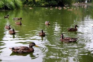 Travel to Vienna, Austria. A lot of ducks on the lake in a park. photo