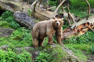 viajar a salzburgo, austria. el oso pardo en el fondo de hierba y piedras. foto