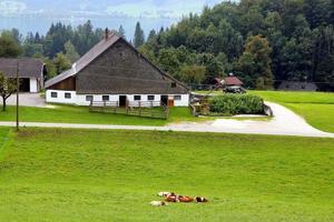 viaje a sankt-wolfgang, austria. la vista sobre el prado verde con las vacas, con las casas, un lago y las montañas al fondo. foto