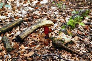 Travel to Sankt-Wolfgang, Austria. The mushroom with the dry leaves on the background in the forest. photo