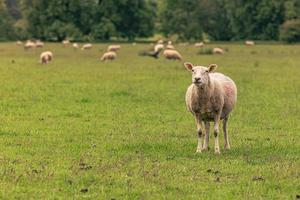 ovejas en el campo en el antiguo pueblo rural de lacock, inglaterra. foto