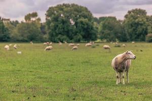 ovejas en el campo en el antiguo pueblo rural de lacock, inglaterra. foto