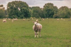 Sheep in the countryside in the old rural town of Lacock, England. photo