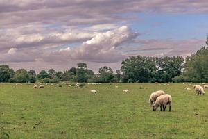 Sheep in the countryside in the old rural town of Lacock, England. photo