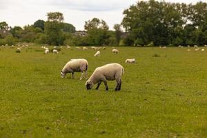 Sheep in the countryside in the old rural town of Lacock, England. photo