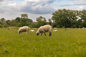 ovejas en el campo en el antiguo pueblo rural de lacock, inglaterra. foto