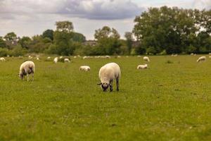 Sheep in the countryside in the old rural town of Lacock, England. photo