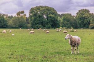 Sheep in the countryside in the old rural town of Lacock, England. photo