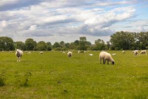 Sheep in the countryside in the old rural town of Lacock, England. photo