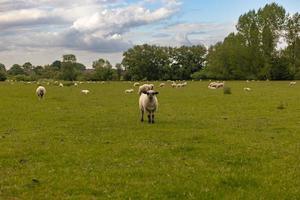 ovejas en el campo en el antiguo pueblo rural de lacock, inglaterra. foto