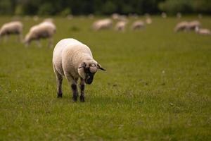 ovejas en el campo en el antiguo pueblo rural de lacock, inglaterra. foto