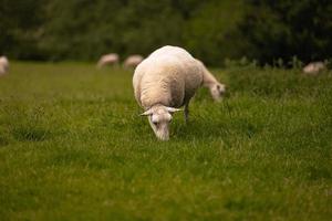 ovejas en el campo en el antiguo pueblo rural de lacock, inglaterra. foto