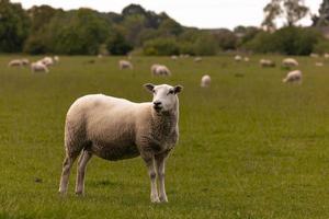 Sheep in the countryside in the old rural town of Lacock, England. photo